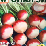 Чбо - семена репички